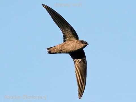 chimney swift